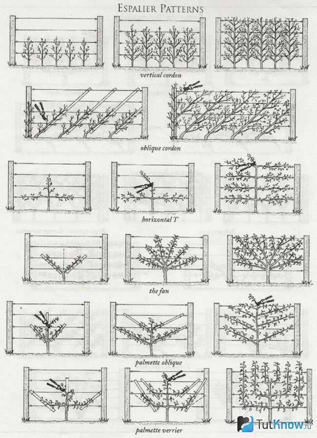Обрізка, підв'язування залишилися гілок в певному порядку, дозволять зробити діагональний сад, створити ансамбль з кущів або дерев, а також отримати штамбові рослини з горизонтальними, вертикальними і похилими гілками
