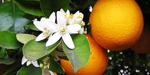 Проте, масло апельсина відмінно підходить для догляду за шкірою, знімає запалення, вітамінізує і стимулює кровообіг