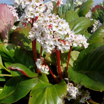 Багаторічна рослина бадан займає почесне місце в змішаних групах, особливо в поєднанні з посадками хвойників і листяними   деревами