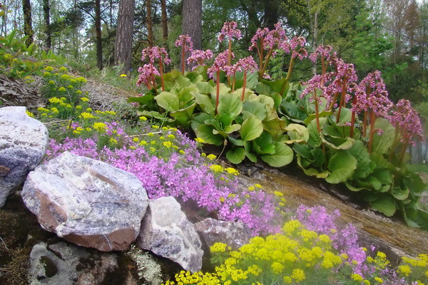 Як декоративна рослина бадан можна посадити у вигляді окремих невеликих груп серед газону, на альпійській гірці, біля водойми