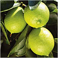 Лайм (Lime) - одна з кращих різновидів цитрусових для вирощування в приміщенні