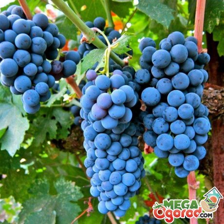 Обрізка винограду: значення, переваги процедури