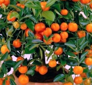 Лимонів, апельсинів і мандаринів, вирощеним з насіння обов'язково треба робити щеплення