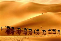 Для перевезення цінних вантажів торговці використовували в основному верблюдів, які були як не можна краще пристосовані до пересування по розпечених пісках