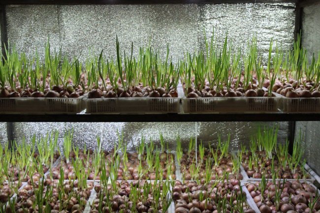 Вирощування цибулі на перо здійснюється і в зимовий період, для посадки і вирощування зеленої цибулі використовуються умови теплиці