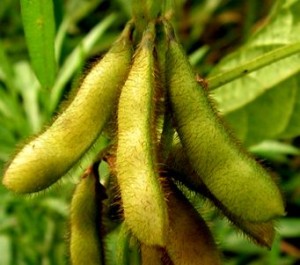Соя - сільськогосподарська культура, однорічна рослина сімейства бобові, за зовнішнім виглядом схожа з квасолею