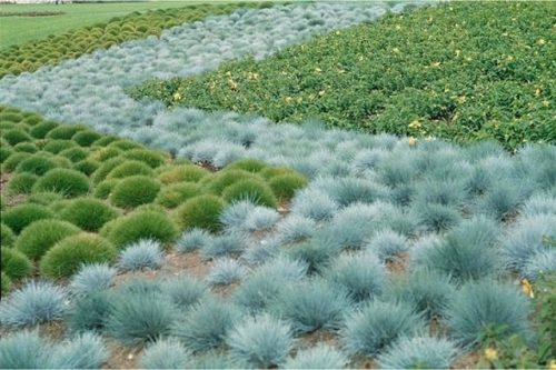 Відомі й інші назви овсяніци сизої - костриця блакитна або попеляста, також відображають оригінальне забарвлення рослини