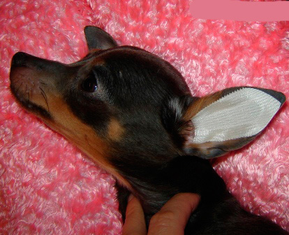 Когато ушите са сухи, залепете дизайна в ухото на кучето, както е показано на снимката, и внимателно я изгладете