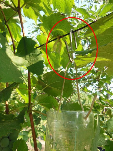 За допомогою такого гачка можна підвішувати пастку практично в будь-якому місці (на гілках плодових дерев, на винограднику)