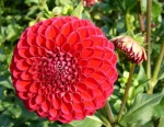 Георгіна - високоросла рослина з великими пишними квітками, розміром більше чоловічого кулака