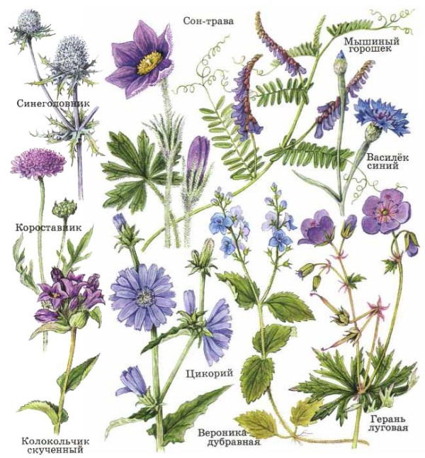 Польові квіти синіх і блакитних відтінків: мишачий горошок, волошка синя, цикорій, вероніка дібровна, герань лугова, сон-трава, синеголовник, короставник, дзвіночок скупчені