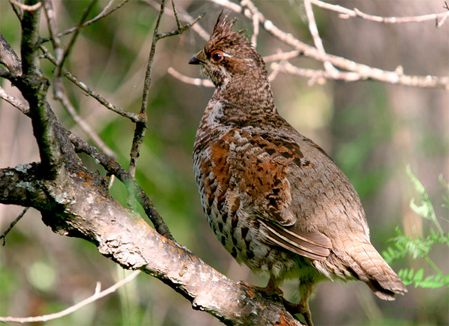 Цей вид борової птиці поширений від західного кордону СНД до узбережжя Охотського моря