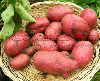 Пізніше британці направили картопля в свої колонії в Північній Америці, так картопля повернувся на рідний континент, виконавши ще одну подорож через Атлантику