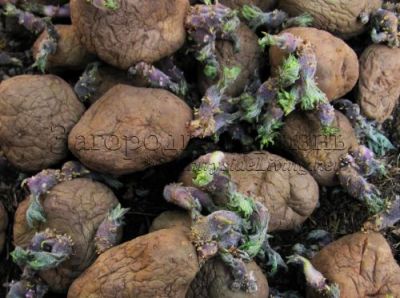 При вирощуванні картоплі в соломі необхідно стежити за тим, щоб бульби завжди були прикриті товстим шаром соломи і на них не потрапляло світло