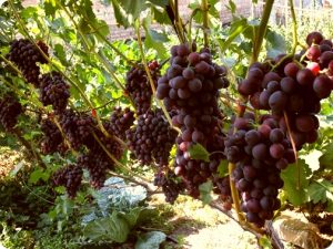 Багато новачків часто задаються питанням - чому виноград слід обрізати саме восени, а не навесні або влітку