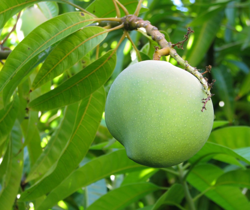 Безпосередньо плоди манго зріють протягом 4 місяців