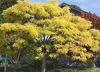 Ботанічна назва: Оксамит амурський або Феллодендрон амурський або Амурське коркове дерево (Fellodendron amurense)