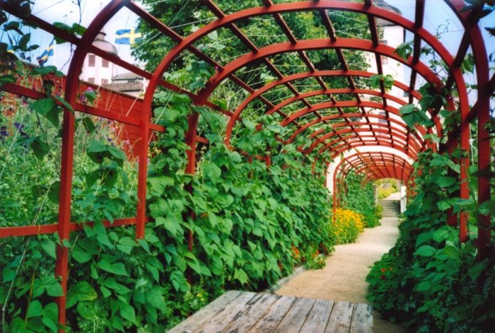 Для сортів, чия довжина досягає 5 м, садівники використовують перголу, створюючи неповторний ландшафтний дизайн на своїй ділянці