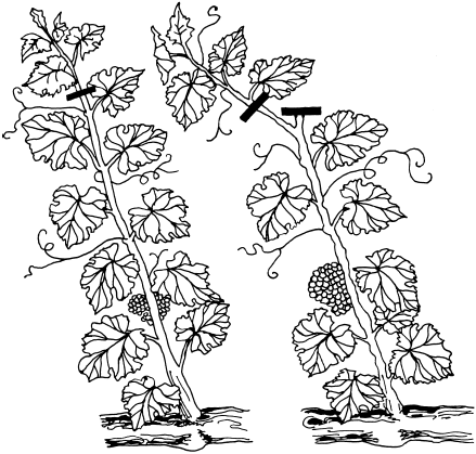 Довжина лози над верхньою гроном повинна бути не більше 10-15 листя, інші видаляють