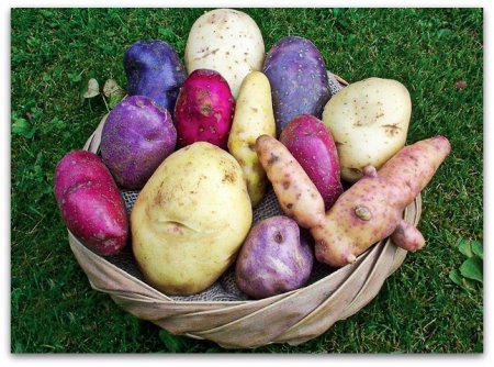 Картопля росте в різних умовах, невибаглива і здатна давати великий урожай