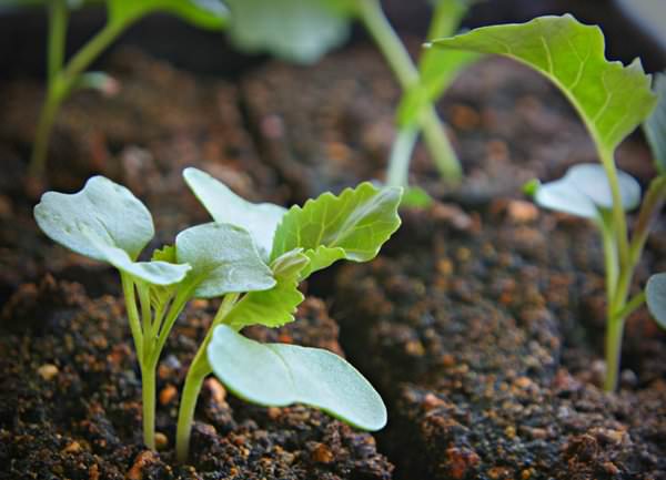 Вас також може зацікавити   стаття про вирощування капусти пак-чой