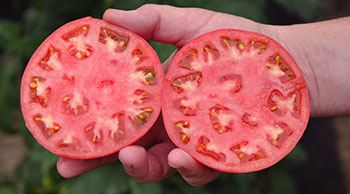 Цей універсальний сорт рожевих томатів призначений для успішного вирощування плодів у різних регіонах