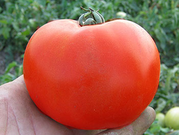 Якщо хочете отримати найбільш ранній урожай великих червоних томатів, Супернова F1 буде правильним вибором поза всяких сумнівів