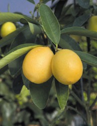 Лаймкват (Limequat) - гібрид лайма і кумквата, відноситься до роду Цітрофортунелла