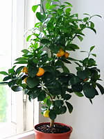 Каламондін (Calamondin / Calamansi) прийнято вважати гібридом мандарина і кумквата (Citrus reticulata x Fortunella margarita) і відносити до роду Цітрофортунелла