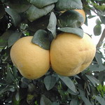 Грейпфрут Оробланко (Oroblanco) - найсолодший білий грейпфрут, для дозрівання його солодких плодів зазвичай не потрібна висока температура повітря