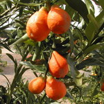 Оранжеквати (Orangequat) - гібрид и між мандарином і кумкватом