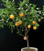З усіх апельсинів Тровіта (Trovita Orange) найкращий сорт для вирощування вдома