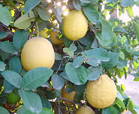 Ця рослина - гібрид цитрона і лимона (Lemon x Citron)