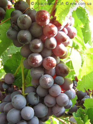 У Латвії росте інтерес до обробітку винограду, але не тому, що клімат значно потеплішало, так як періодично холоду повертаються