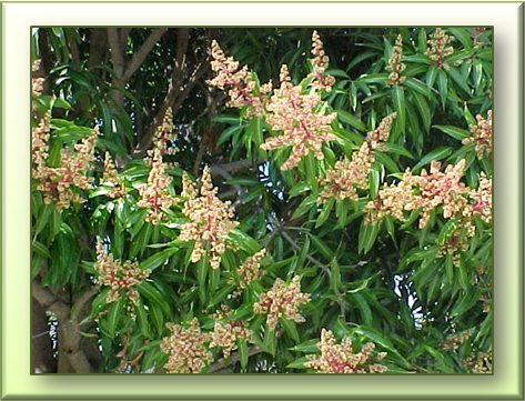 Цвіте мангове дерево біло-рожевими ароматними квітами, з яких потім утворюються плоди з жовтою волокнистої м'якоттю і зеленої або жовто-червоною шкіркою