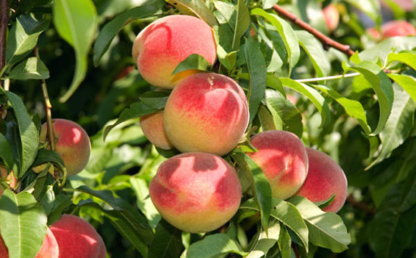 Персик - рослина з сімейства Рожевих, входить в породу мигдальне