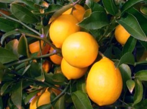 Щоб мати свіжі лимони в своєму будинку любителі екзотики можуть піти двома шляхами