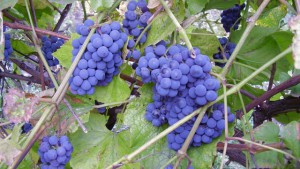 Виноград Ізабелла     «Ізабельних сортами» прийнято в розмовній формі називати сорти винограду отримані міжвидові схрещування європейської виноградної лози Vitis vinifera з американської Vitis labrusca