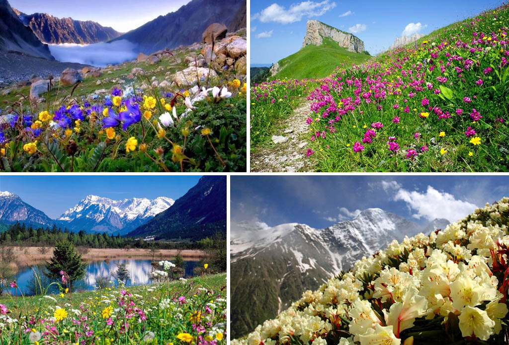 У будь-якого, який бачив хоч раз альпійський луг в цвіту, незабутнє враження залишиться назавжди