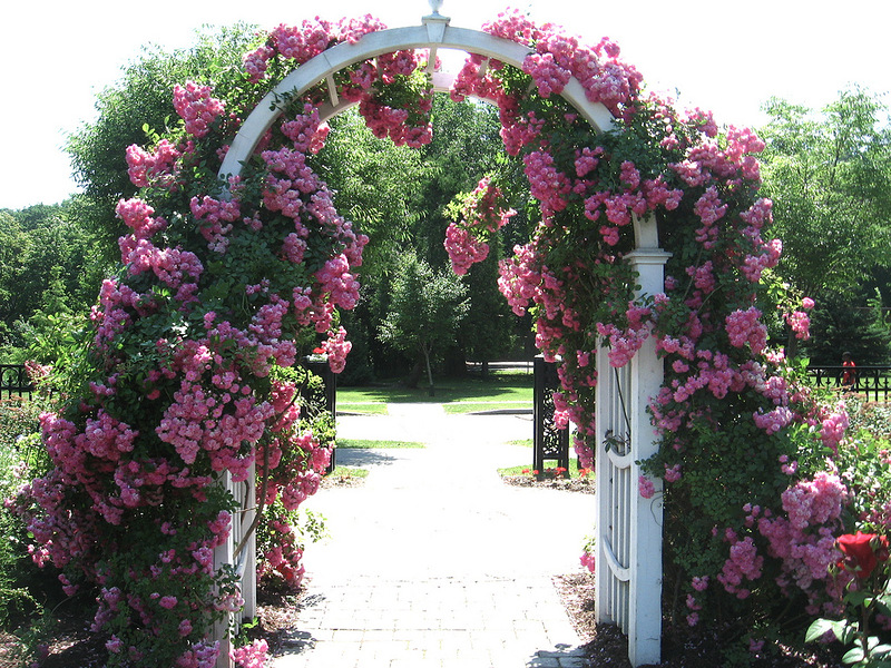 Ніжні рожеві бутони квітів, звисаючи, вітають вас при вході